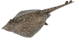 Скат колючий — РР4
