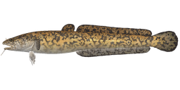 Налим — РР4