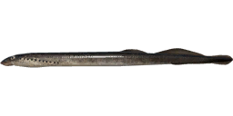 Минога каспийская — РР4