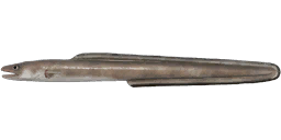 Конгер — РР4