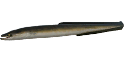Угорь — РР4