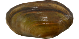 Перловица — РР4
