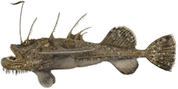 Морской чёрт — РР4