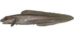 Ликод полуголый — РР4
