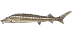 Шип — РР4