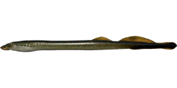 Минога сибирская — РР4