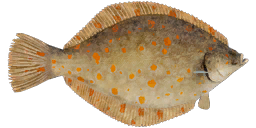 Камбала морская — РР4