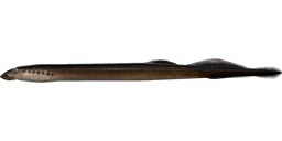 Минога трёхзубая — РР4